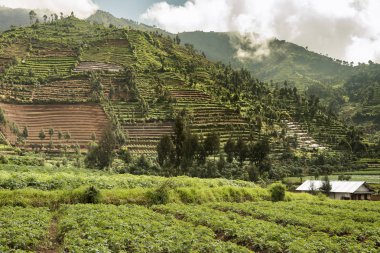 Dieng plateu, Java, Endonezya etrafında Teras alanı