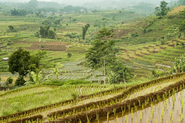 Száraz föld körül Dieng pusztája, Java, Indonézia — Stock Fotó
