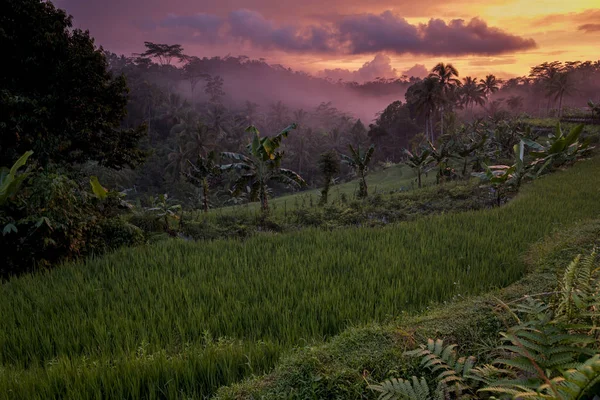 Rózsaszín naplemente alatt indonéz esőerdő, Java, Indonézia — Stock Fotó