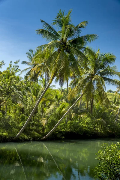 印度尼西亚的椰子棕榈 — 图库照片