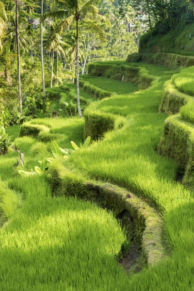 Jatiluwih rýžové terasy v Bali, Indonésie — Stock fotografie