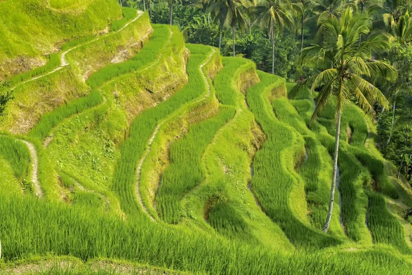 Tegallalang Rice Terraces σε Μπαλί, Ινδονησία — Φωτογραφία Αρχείου