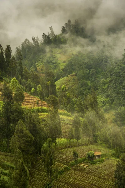 Merapi dağ, Java, Endonezya yamaçları sisli sabah