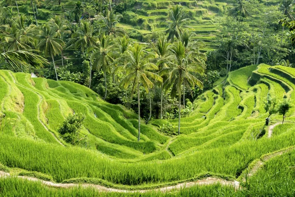 Os Terraços de Arroz Tegallalang em Bali, Indonésia Imagens Royalty-Free