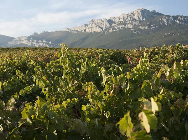 Rioja bağlar
