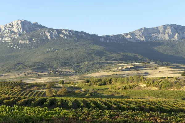 Wijngaarden van Rioja — Stockfoto