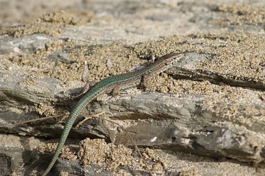 Podarcis lilfordi brauni