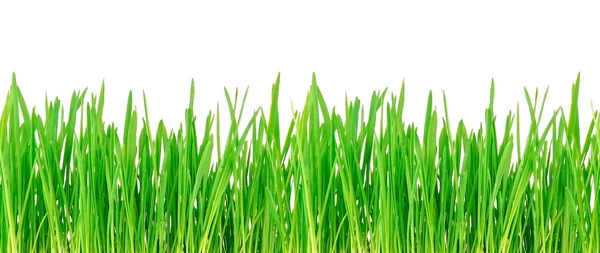 Бесшовная текстура травы . — стоковое фото