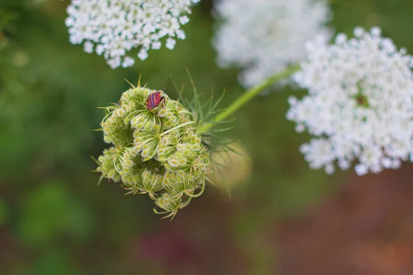 Wiosna lato amerykański dziki carrot(rattlesnake weed) biały kwiat roślin — Zdjęcie stockowe