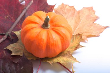 Mevsim ve tatil arka plan kopya alanı ile için kabak üzerinde sonbahar yaprakları 