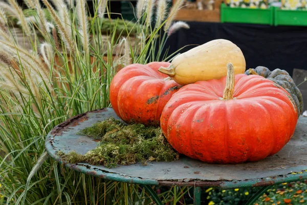 Tök dekoráció a kertben őszi, szezon vagy Halloween csökkennek — Stock Fotó