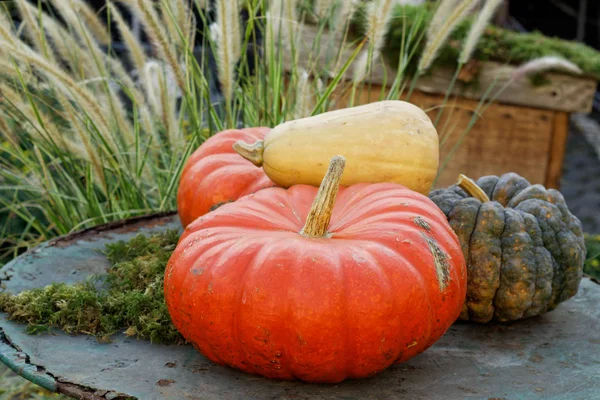 Bahçedeki kabaklar dekorasyon için sonbahar, sonbahar mevsim ya da Cadılar Bayramı 