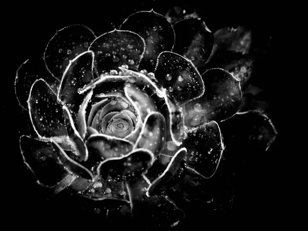 Makro Auf Den Blütenblättern Einer Blume Garten — Stockfoto
