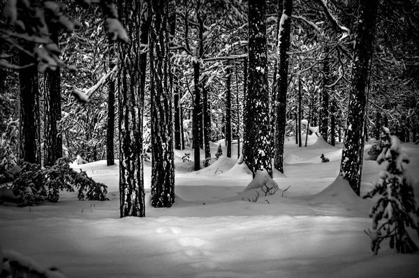 Schnee Wald Den Dolomiten — Stockfoto