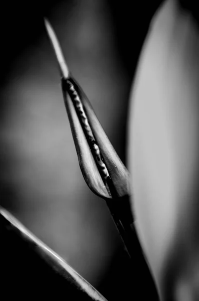 Makro Auf Den Blütenblättern Einer Blume Garten — Stockfoto