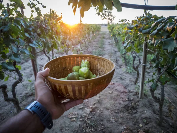 Raccolta Dei Fichi Tra Filari Una Vigna — Foto Stock