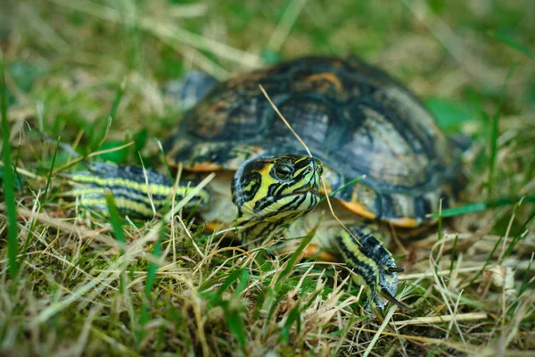 Kaplumbağa çimlerde — Stok fotoğraf