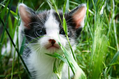 çim bakmak yavru kedi