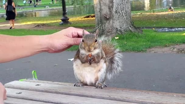 Squirrel makan almond, tangan dipelihara dari belakang . — Stok Video
