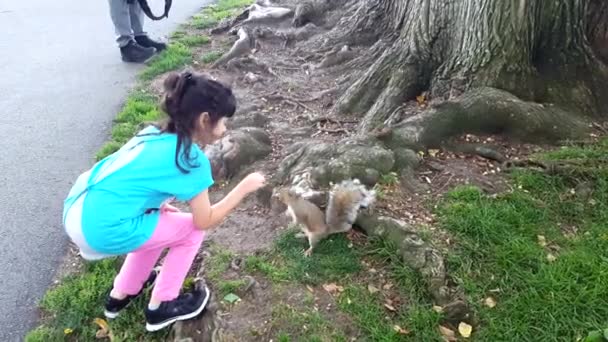 Dívka krmit veverky v parku. Dívka hry venku. Kid hrát s domácí zvířata — Stock video