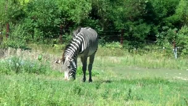 Zebra africana mangiare nella foresta — Video Stock