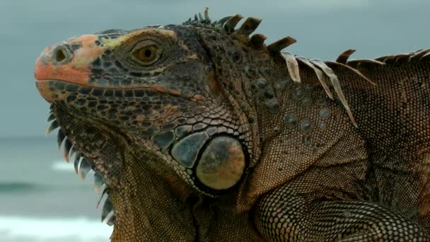 Primo piano dell'iguana . — Video Stock