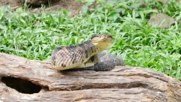 Mérgező vipera egy támadó pozíció — Stock videók