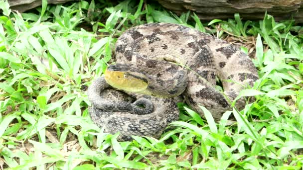 Bothrops asper ist eine giftige Grubenviper-Art, die vom südlichen Mexiko bis zum nördlichen Südamerika reicht. Sie gilt als gefährlichste Schlange in Costa Rica und Panama. — Stockvideo