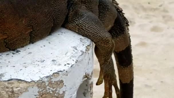 Vista cercana de una gran Iguana — Vídeo de stock