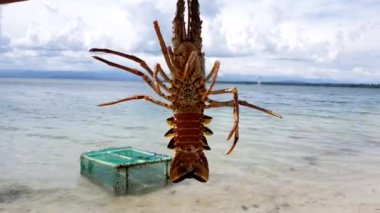 Closeup Beach canlı ıstakoz. Zararlı bakteri etlerini içinde doğal olarak mevcut olduğundan ıstakoz cook hayatta gerekir. Istakoz öldükten sonra bu bakteriler hızla çoğalabilir 