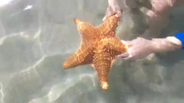 Tanınmayan el güzel bir deniz yıldızı suyun altında tutarak. 