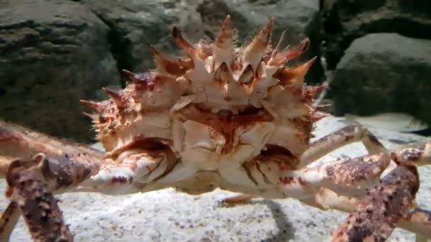 Crabe Araignée Japonais Grande Envergure Jambe Tous Les Arthropodes Fait — Video