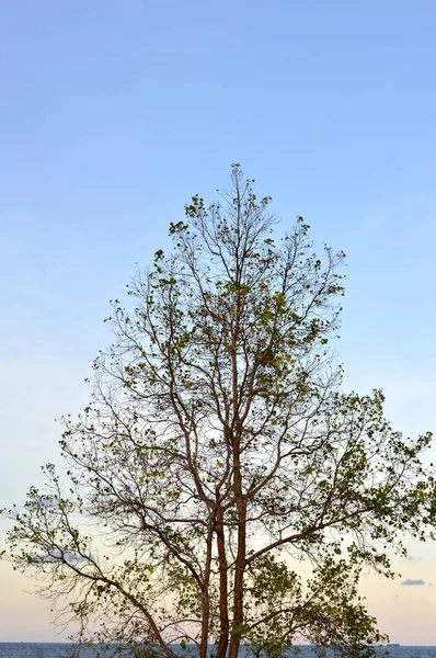 Большое Дерево Фоне Голубого Неба Закатом — стоковое фото