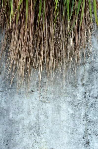 Trawa Weed Betonowej Ścianie — Zdjęcie stockowe