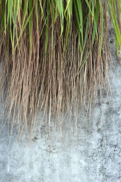 Herbe Mauvaises Herbes Sur Mur Béton — Photo