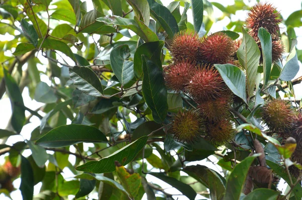 Rambutan Tree Ripe Fruit — Stock Photo, Image