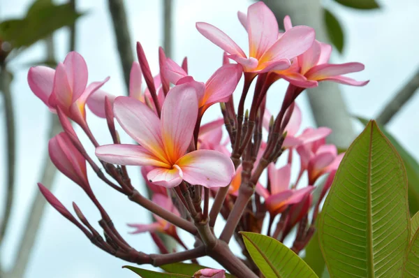 Kwiatów Frangipani Ogród — Zdjęcie stockowe