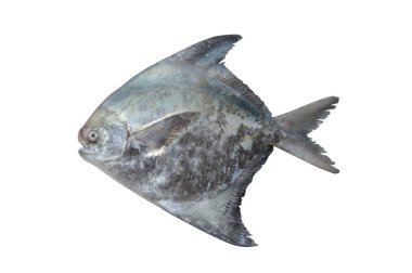 beyaz arka planda izole pomfret balık
