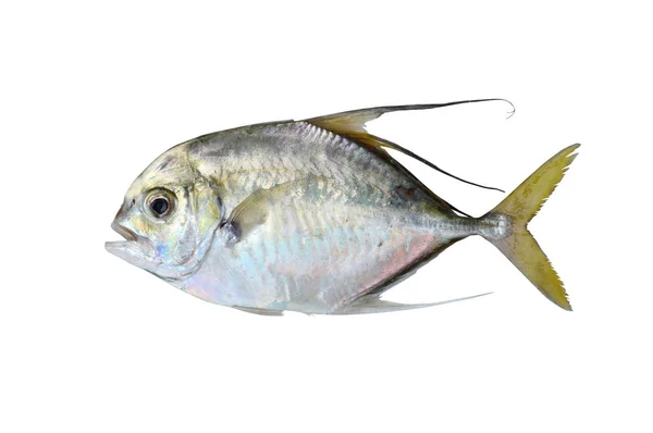 Ryby Izolované Bílém Pozadí — Stock fotografie