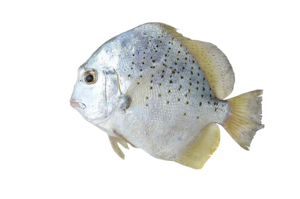 Риба Ізольована Білому Тлі — стокове фото