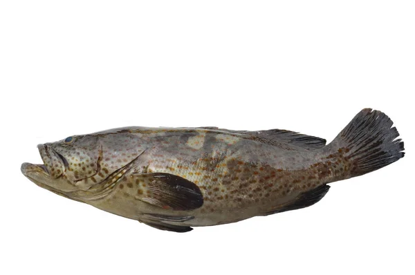 Grouper Fisk Vit Bakgrund — Stockfoto