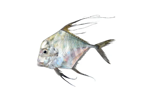 Ryby Izolované Bílém Pozadí — Stock fotografie
