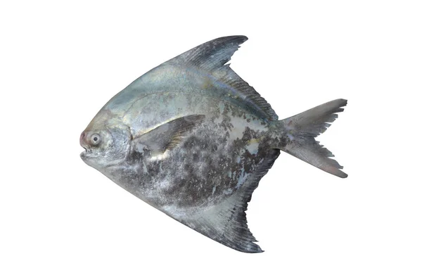 배경에 폼프렛 물고기 — 스톡 사진