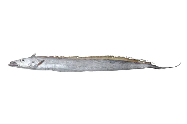 Espada Pescado Sobre Fondo Blanco — Foto de Stock