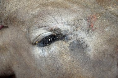 müslüman törende kesim