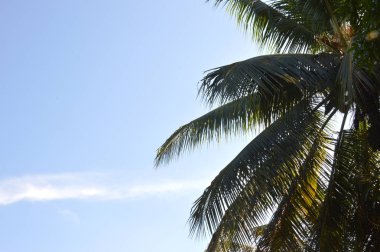 Hindistan cevizi ağacı agaist mavi gökyüzü