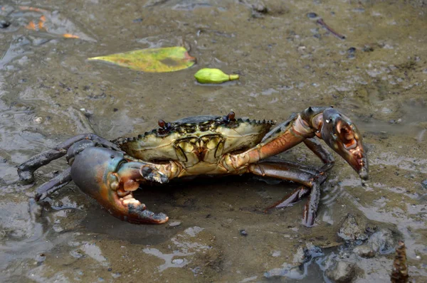 Mangrove Crabs Mud — Stock Photo, Image