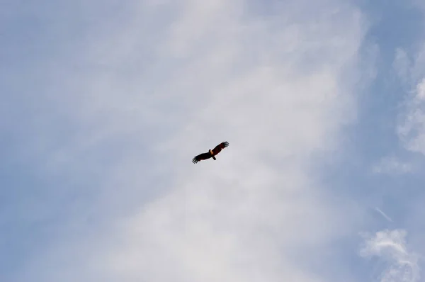 Eagle Flyger Himlen — Stockfoto