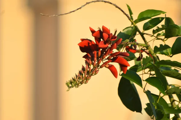 Cockspur Koraalboom Erythrina Crista Galli — Stockfoto