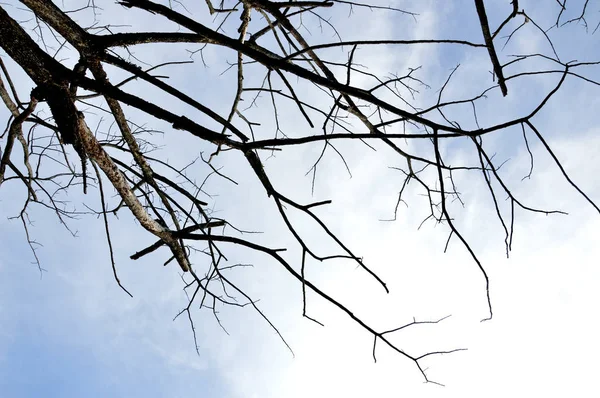 Rami Secchi Grande Albero Con Sfondo Cielo Blu — Foto Stock